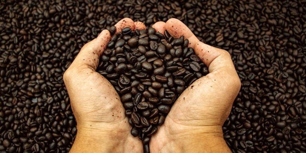 Türkiye'de yetişmez dediler ama ilk hasat yapıldı! Her ülkede tüketiliyor ama üretilmiyor! Türkiye'nin kapısını çalacaklar 4